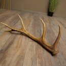 Red deer antler, 14-point, weight 1.45 kg, length 70 cm, shed antler 71.1.192