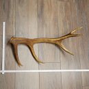 Red deer antler, 14-point, weight 1.45 kg, length 70 cm, shed antler 71.1.192