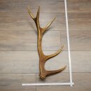 Red deer antler, 14-point, weight 1.45 kg, length 70 cm, shed antler 71.1.192