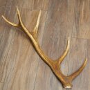 Red deer antler, 14-point, weight 1.45 kg, length 70 cm, shed antler 71.1.192