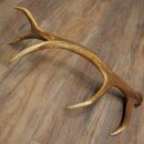 Red deer antler, 14-point, weight 1.45 kg, length 70 cm, shed antler 71.1.192