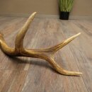 Red deer antler, 14-point, weight 1.45 kg, length 70 cm, shed antler 71.1.192