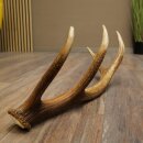 Red deer antler, 14-point, weight 1.45 kg, length 70 cm, shed antler 71.1.192