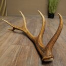 Red deer antler, 14-point, weight 1.45 kg, length 70 cm, shed antler 71.1.192