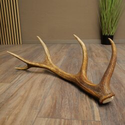 Red deer antler, 14-point, weight 1.45 kg, length 70 cm, shed antler 71.1.192