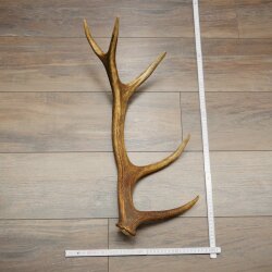 Red deer antler, 14-point, weight 1.45 kg, length 70 cm, shed antler 71.1.192