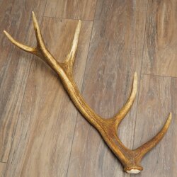 Red deer antler, 14-point, weight 1.45 kg, length 70 cm, shed antler 71.1.192