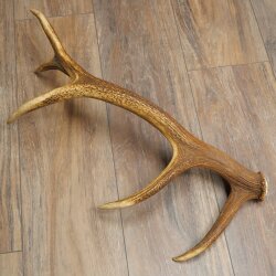 Red deer antler, 14-point, weight 1.45 kg, length 70 cm, shed antler 71.1.192