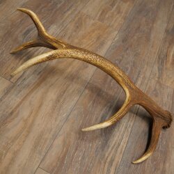 Red deer antler, 14-point, weight 1.45 kg, length 70 cm, shed antler 71.1.192
