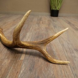 Red deer antler, 14-point, weight 1.45 kg, length 70 cm, shed antler 71.1.192