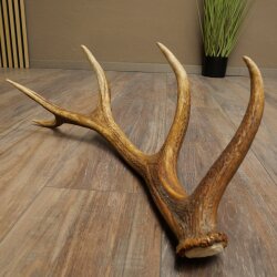 Red deer antler, 14-point, weight 1.45 kg, length 70 cm, shed antler 71.1.192