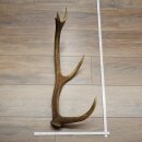 Rothirsch Stange 8 ender Gewicht 1,4 kg Länge 65 cm...