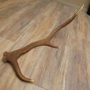 Rothirsch Stange 6 ender Gewicht 0,8 kg Länge 56 cm...