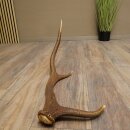 Rothirsch Stange 6 ender Gewicht 0,8 kg Länge 56 cm Hirsch Abwurfstange 71.1.205