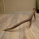 Rothirsch Stange 6 ender Gewicht 0,8 kg Länge 56 cm Hirsch Abwurfstange 71.1.205