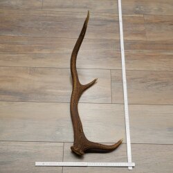 Rothirsch Stange 6 ender Gewicht 0,8 kg Länge 56 cm Hirsch Abwurfstange 71.1.205