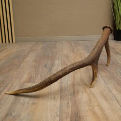 Rothirsch Stange 6 ender Gewicht 0,8 kg Länge 56 cm Hirsch Abwurfstange 71.1.205