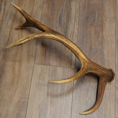 Rothirsch Stange 10 ender Gewicht 1,05 kg Länge 60 cm Hirsch Abwurfstange 71.1.206