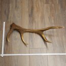 Rothirsch Stange 10 ender Gewicht 1,05 kg Länge 60 cm Hirsch Abwurfstange 71.1.206