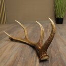 Rothirsch Stange 10 ender Gewicht 1,05 kg Länge 60 cm Hirsch Abwurfstange 71.1.206