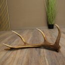 Rothirsch Stange 10 ender Gewicht 1,05 kg Länge 60 cm Hirsch Abwurfstange 71.1.206