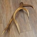 Rothirsch Stange 10 ender Gewicht 1,05 kg Länge 60 cm Hirsch Abwurfstange 71.1.206