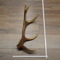 Rothirsch Stange 10 ender Gewicht 1,05 kg Länge 60 cm Hirsch Abwurfstange 71.1.206
