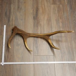 Rothirsch Stange 10 ender Gewicht 1,05 kg Länge 60 cm Hirsch Abwurfstange 71.1.206