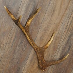 Rothirsch Stange 10 ender Gewicht 1,05 kg Länge 60 cm Hirsch Abwurfstange 71.1.206