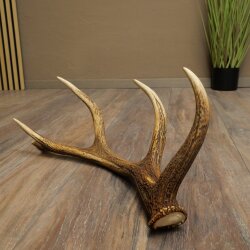 Rothirsch Stange 10 ender Gewicht 1,05 kg Länge 60 cm Hirsch Abwurfstange 71.1.206