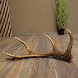 Rothirsch Stange 10 ender Gewicht 1,05 kg Länge 60 cm Hirsch Abwurfstange 71.1.206