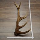 Geweih van een edelhert, 14-ender, gewicht 1,45 kg, lengte 70 cm, afgeworpen geweih van een hert, 71.1.192