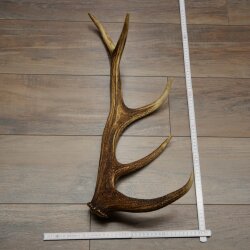 Geweih van een edelhert, 14-ender, gewicht 1,45 kg, lengte 70 cm, afgeworpen geweih van een hert, 71.1.192