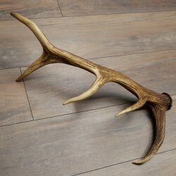 Geweih van een edelhert, 14-ender, gewicht 1,45 kg, lengte 70 cm, afgeworpen geweih van een hert, 71.1.192