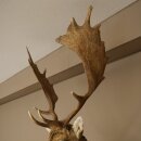 Daino (Dama dama) Testa Spalla Preparato Altezza 114 cm Cervo Testa Trofeo #37