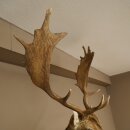 Daino (Dama dama) Testa Spalla Preparato Altezza 114 cm Cervo Testa Trofeo #37