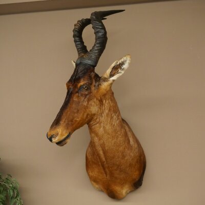 Hartebeest Kuh Antilope HL 53 cm Deko Kopf Präparat Kuhantilope Haupt Afrika