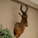 Hartebeest Kuh Antilope HL 53 cm Deko Kopf Präparat...