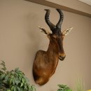 Hartebeest Kuh Antilope HL 53 cm Deko Kopf Präparat Kuhantilope Haupt Afrika