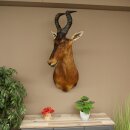 Hartebeest Kuh Antilope HL 53 cm Deko Kopf Präparat Kuhantilope Haupt Afrika