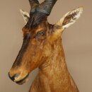 Hartebeest Kuh Antilope HL 53 cm Deko Kopf Präparat Kuhantilope Haupt Afrika