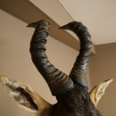 Hartebeest Kuh Antilope HL 53 cm Deko Kopf Präparat Kuhantilope Haupt Afrika