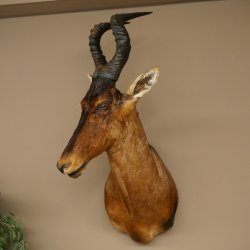Hartebeest Kuh Antilope HL 53 cm Deko Kopf Präparat Kuhantilope Haupt Afrika