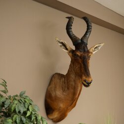 Hartebeest Kuh Antilope HL 53 cm Deko Kopf Präparat Kuhantilope Haupt Afrika