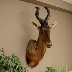 Hartebeest Kuh Antilope HL 53 cm Deko Kopf Präparat Kuhantilope Haupt Afrika