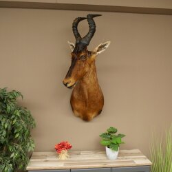 Hartebeest Kuh Antilope HL 53 cm Deko Kopf Präparat Kuhantilope Haupt Afrika