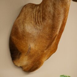 Hartebeest Kuh Antilope HL 53 cm Deko Kopf Präparat Kuhantilope Haupt Afrika