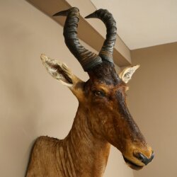 Hartebeest Kuh Antilope HL 53 cm Deko Kopf Präparat Kuhantilope Haupt Afrika