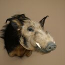 Pinselohrschwein Flussschwein Potamochoerus porcus...