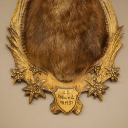 Gamskopf Gams Gamshaupt Gemse SL max. 18,2 cm Kopf Präparat Haupt auf geschnitztem Trophäenschild 85.13.71